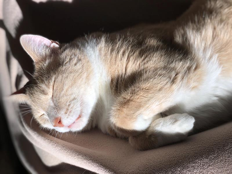 /Images/uploads/Cat Welfare Association/CatWelfare/entries/33902thumb.jpg